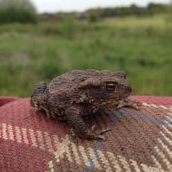 Orchard Sports Centre - Close up of a Toad I found. May 2012 is the first time I have seen them on this site. And to find three was exceptional.