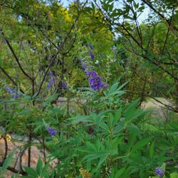 Camelot Park - Vitex trees add a splash of purple.