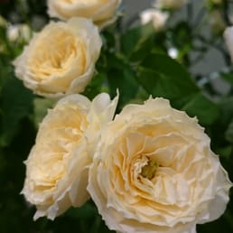 ヌボー生花店長野南バイパス店 16 Photos Florists 稲里町 中央1丁目22 1 長野市 長野県 Japan Phone Number Yelp ヌボー生花店長野南バイパス店 16 Photos Florists 稲里町 中央1丁目22 1 長野市 長野県 Japan Phone Number Yelp