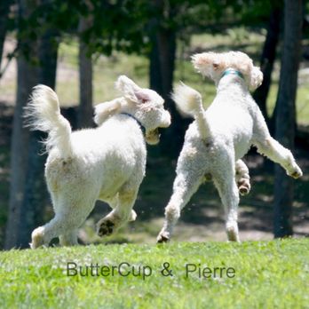 Bittersweet Goldendoodles - Pet Breeders Near Me - Newport, New Hampshire Bittersweet Goldendoodles - Pet Breeders Near Me - Newport, New Hampshire