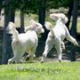 Photo of Bittersweet Goldendoodles