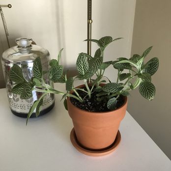 Pueblo - Nerve plant and terra-cotta pot - Nurseries & Gardening Near Me - Phoenix, Arizona