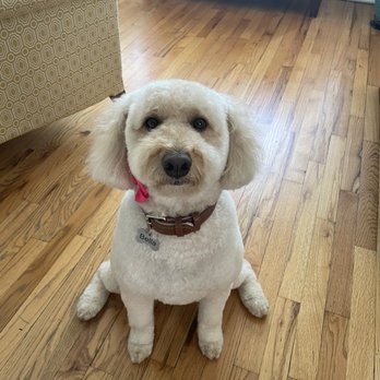 House of Paws - Bella - Pet Groomers Near Me - Chicago, Illinois House of Paws - Bella - Pet Groomers Near Me - Chicago, Illinois