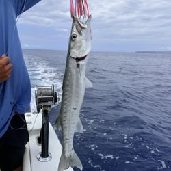 Green Island Charters - Barracuda- bad eats back you go