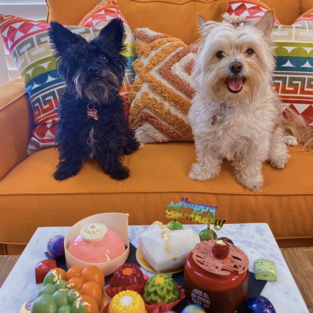 Mishka - Doggy treat and people treat board! Look at them waiting impatiently for more! - Pet Stores Near Me - San Francisco, California