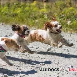 All Dogs Unleashed