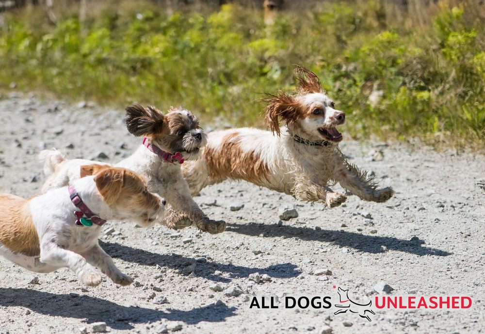 All Dogs Unleashed - pet boarding facility in Austin, TX