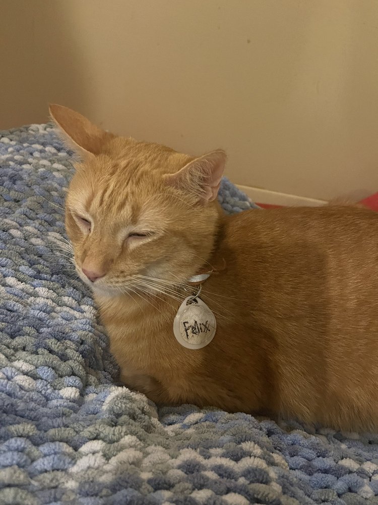 NEW BEGINNINGS ANIMAL RESCUE Updated August 2024 14 Photos & 14 Reviews 742 Rte 18, East