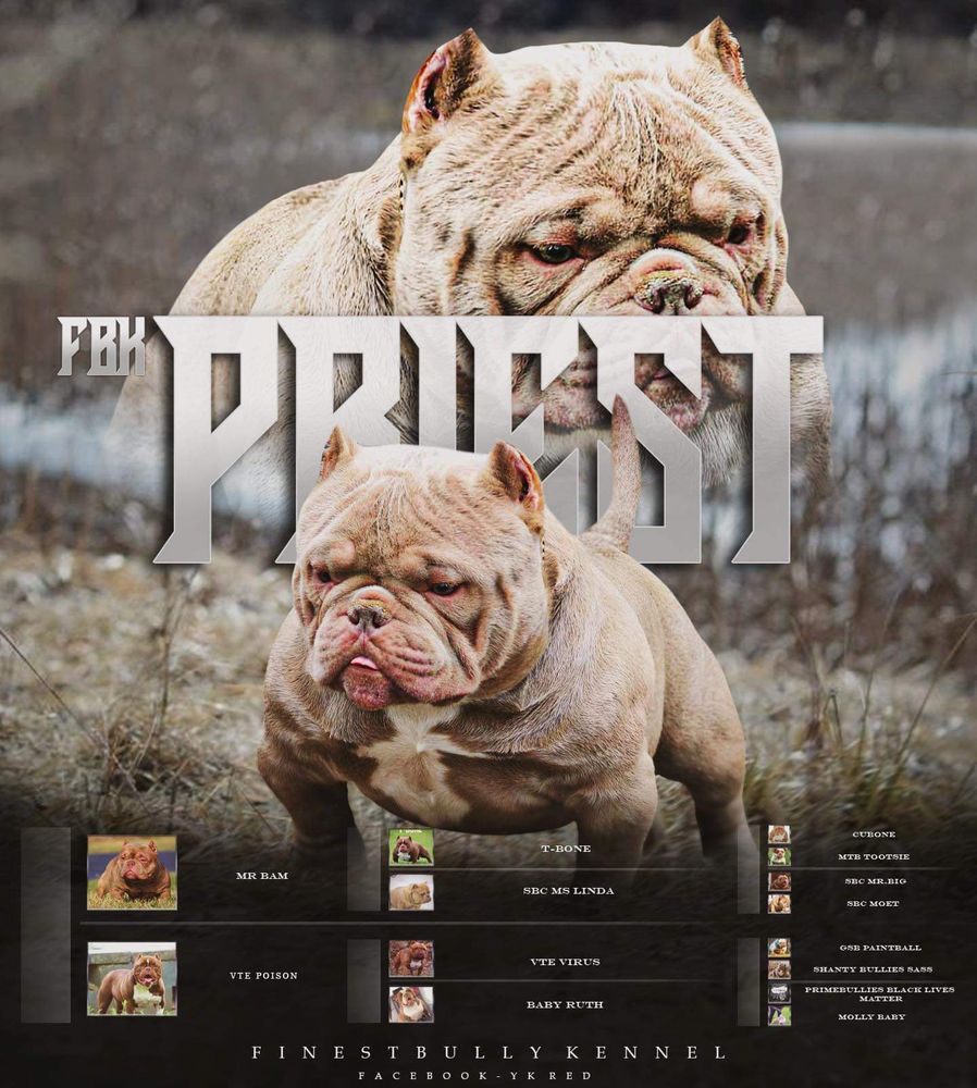 FINEST BULLY KENNEL Updated June 2024 Request Information Dayton