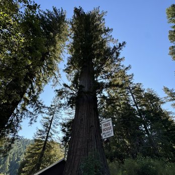 Tree House - Shopping Near Me - Piercy, California