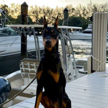 Taser k9 - Pet Boarding Near Me Taser k9 - Pet Boarding Near Me