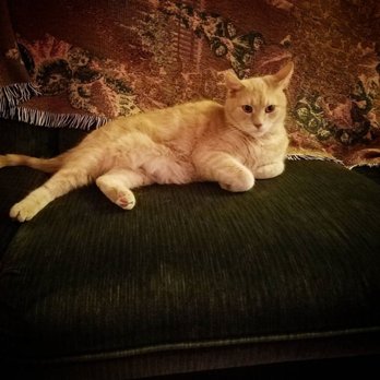 Family Veterinary Clinic - Loki - Veterinarians Near Me - Gambrills, Maryland