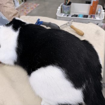 Happy Cat Grooming - Pet Groomers Near Me - Cypress, California Happy Cat Grooming - Pet Groomers Near Me - Cypress, California