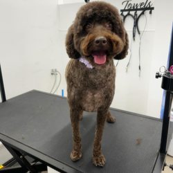 Chews 4 Paws - Happy doodle girl