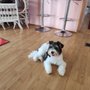 Diva Dogs Day Spa