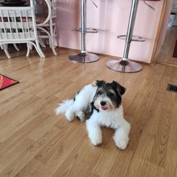 Diva Dogs Day Spa