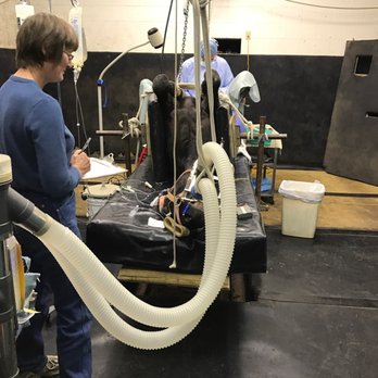 Los Caballos Equine Practice - Surgery performed at LCEP. - Veterinarians Near Me - Galt, California Los Caballos Equine Practice - Surgery performed at LCEP. - Veterinarians Near Me - Galt, California