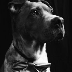 Renee Rose Photography