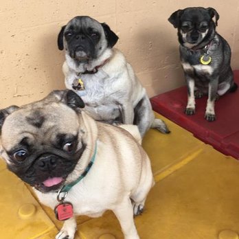 The Barking Lot - Pet Groomers Near Me - Arvada, Colorado