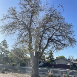 Before tree trim - A tall, leafless tree with a thick trunk and extensive branches is positioned on a sidewalk in a residential area. The background includes houses, parked cars, and a clear blue sky. Sunlight causes lens flare effects in the image, indicating a sunny day. The scene depicts a quiet neighborhood with minimal vegetation around the tree.