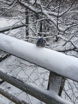 Ohio Bird Sanctuary by null