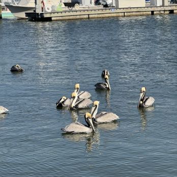 The Dock at Crayton Cove - Seafood Near Me - Naples, Florida