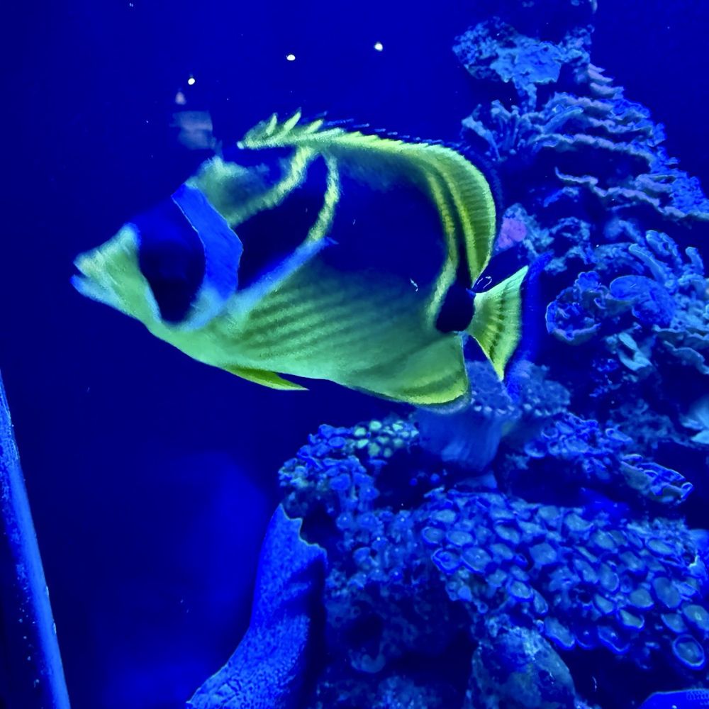 Maui Ocean Center - Aquariums Near Me - Wailuku, Hawaii Maui Ocean Center - Aquariums Near Me - Wailuku, Hawaii
