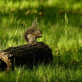 Brunet Island State Park - wildlife galore - Parks Near Me - Cornell, Wisconsin