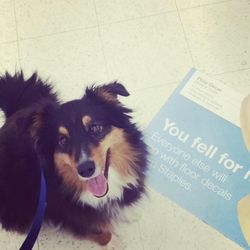 Divinity Dog Training and Boarding - Working on walking in highly distracting environments, Merlin is doing great!