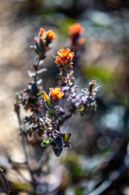 Point Lobos State Natural Reserve by null