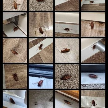 River Point Apartments - Roach compilation. Duct tapes were useful. - Apartments Near Me - Tucson, Arizona River Point Apartments - Roach compilation. Duct tapes were useful. - Apartments Near Me - Tucson, Arizona