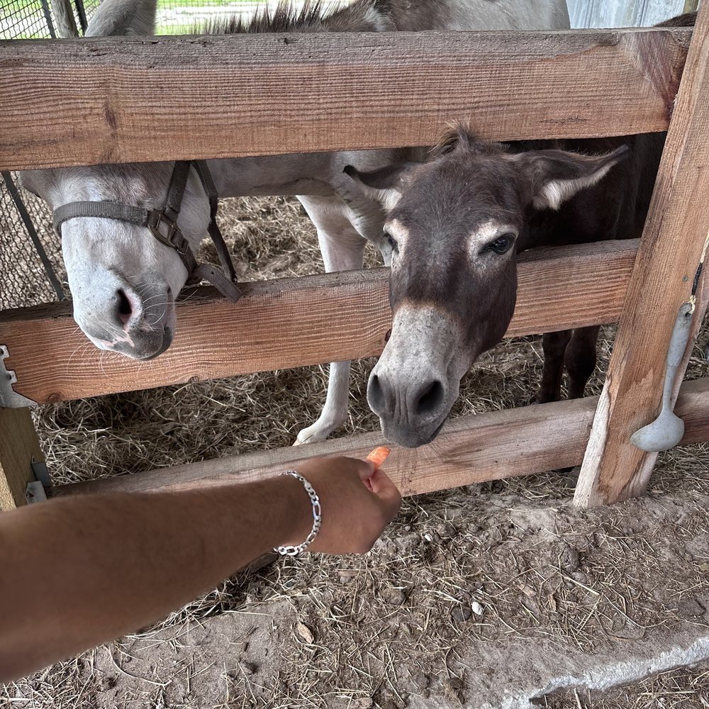 Good Mood Ranch - Donkey - Ranches Near Me - Naples, Florida Good Mood Ranch - Donkey - Ranches Near Me - Naples, Florida