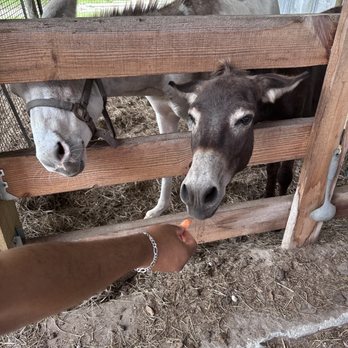 Good Mood Ranch - Donkey - Ranches Near Me - Naples, Florida