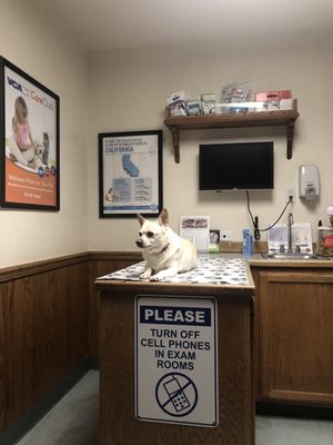 big bear city animal hospital