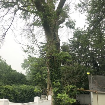 Stoners Tree Service - Tree Services Near Me - Elizabethtown, Pennsylvania Stoners Tree Service - Tree Services Near Me - Elizabethtown, Pennsylvania