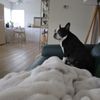 Mike's Pet Care gift card
