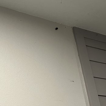 The Jack - beetle outside (vast amount of flies (not shown in pic) and frogs on 1st floor) - Apartments Near Me - Jacksonville, Florida The Jack - beetle outside (vast amount of flies (not shown in pic) and frogs on 1st floor) - Apartments Near Me - Jacksonville, Florida