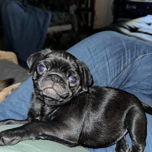 SHAWN D. FREHNER, DVM - Updated May 2025 - Las Vegas, Nevada