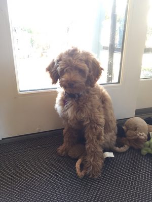 brookside labradoodle