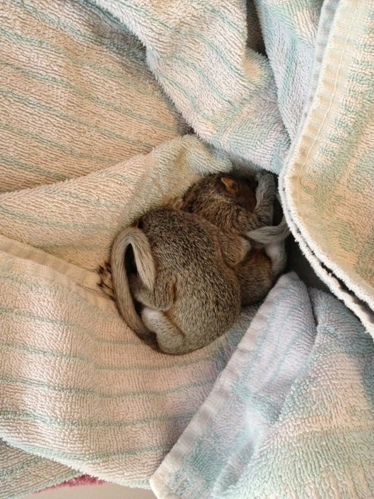 PAWS ANIMAL SHELTER Updated September 2024 12 Photos & 23 Reviews