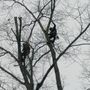 Photo of Dad's Tree Service