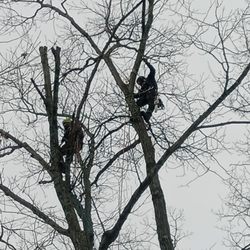 Dad's Tree Service