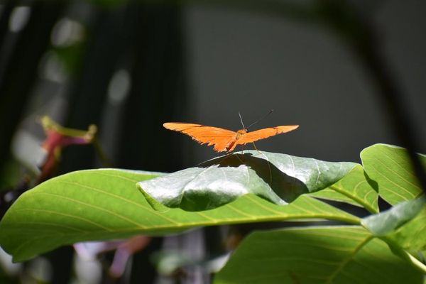 Texas Discovery Gardens at Fair Park by null