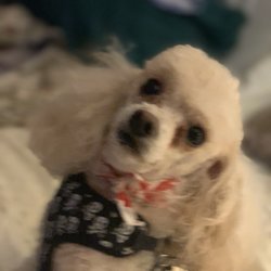 Grateful Dog Grooming - Joey Titian