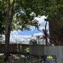 Photo of Southern Tree & Renovations