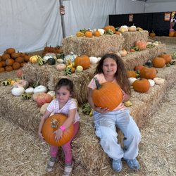 Mr. Jack O' Lanterns Pumpkins - $90 pumpkins