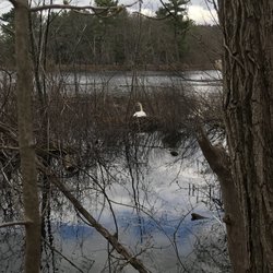 Morses Pond - Nesting Swan