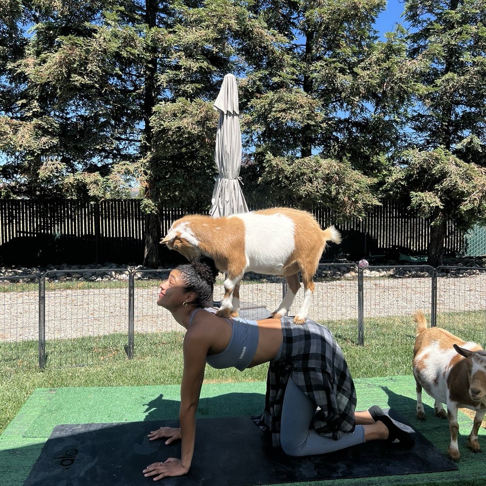 Goat Pose Yoga - Yoga Near Me