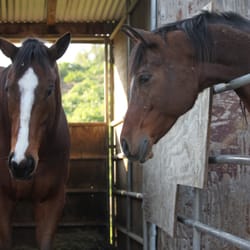Portola Pastures - My horse (on the left) and his neighbor :)