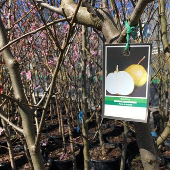 Rockwell Farms Nursery - Pears, apples, peaches, plums and so much more. - Nurseries & Gardening Near Me - Rogers, Arkansas Rockwell Farms Nursery - Pears, apples, peaches, plums and so much more. - Nurseries & Gardening Near Me - Rogers, Arkansas